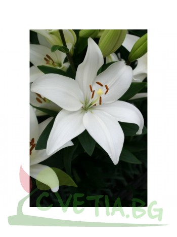 Лилиум 'Bright Diamond ' LL133